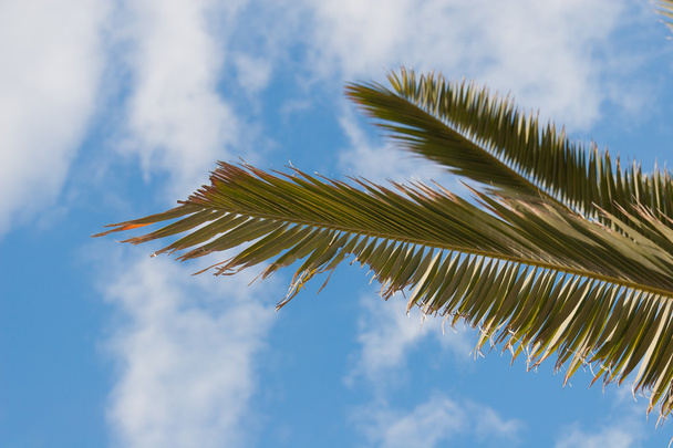 Palm tree branches against blue sky - Foto, imagen