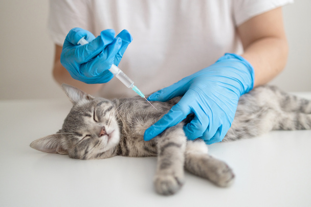 Tierarzt oder Krankenschwester in einem medizinischen Gummihandschuh spritzt eine Spritze mit einem Medikament zur Vorbeugung von Krankheiten. Schutzkonzept für Impfungen - Foto, Bild
