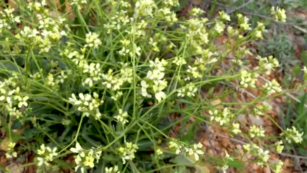 υπαίθριο βίντεο, φυσικό φως, biscutella laevigata, common namen is Buckler Mustard is a species of perennial herb in the family Brassicaceae - Πλάνα, βίντεο