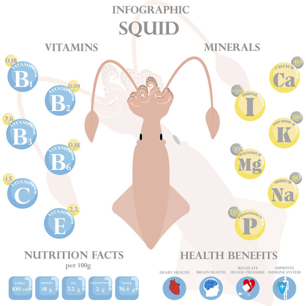 Tintenfisch-Ernährungsfaktoren und gesundheitliche Vorteile Infografik auf weißem Hintergrund. Vektorillustration - Vektor, Bild