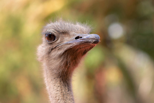 Close up of African Ostrich bird head on the blur bright background. - Фото, изображение