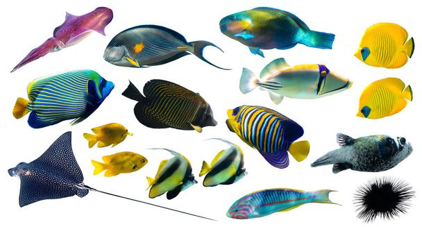 Diferentes tipos de peixes tropicais (Butterflyfish, Parrotfish, Stingray, Picassofish, Surgeonfish) isolados em fundo branco. Conjunto de peixes de coral exóticos, vista lateral, recortado. Diversidade subaquática. - Foto, Imagem