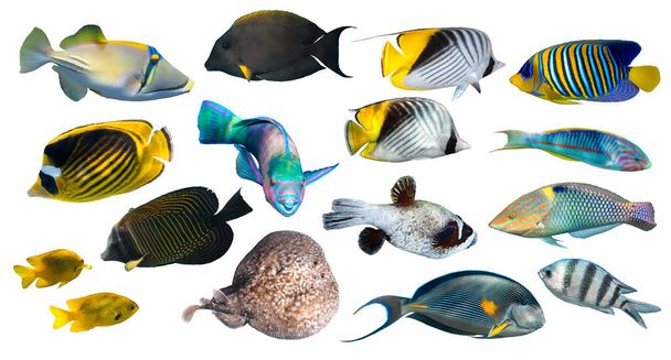 Diferentes tipos de peixes tropicais (Butterflyfish, Parrotfish, Stingray, Picassofish, Surgeonfish) isolados em fundo branco. Conjunto de peixes de coral exóticos, vista lateral, recortado. Diversidade subaquática. - Foto, Imagem