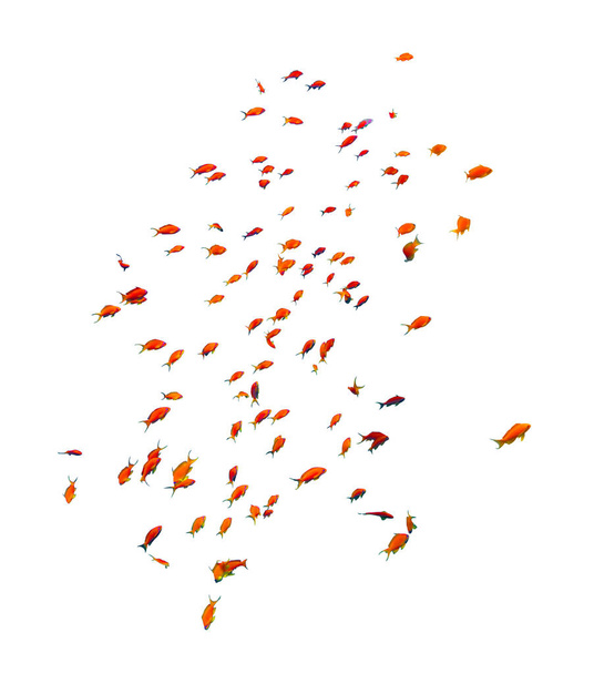 School of Anthias Fish (swallowtail seaperch) near isolated on white background, Red Sea, Egypt. Beautiful Flock of tropical red fish, underwater diversity, cut out. - Photo, Image