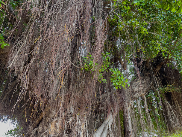 Bir banyan ağacının muazzam hava kökü - Fotoğraf, Görsel