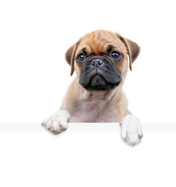 studio shot of a cute dog on an isolated background holding a blank white sign - Foto, immagini