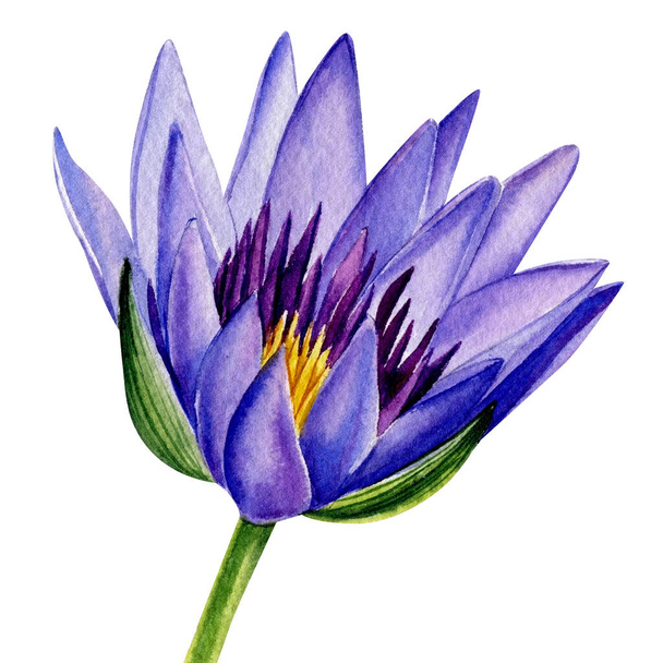 Violet lotus watercolor illustration isolated on white background. Hand painted lotus flower. Botany illustration. - Foto, afbeelding