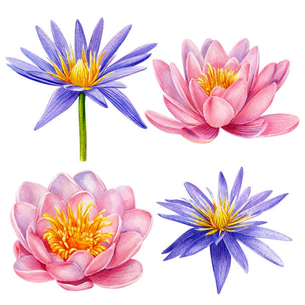 Készlet rózsaszín és lila lótuszvirág, akvarell botanikai illusztráció, kézi rajz, esküvő virágos design - Fotó, kép
