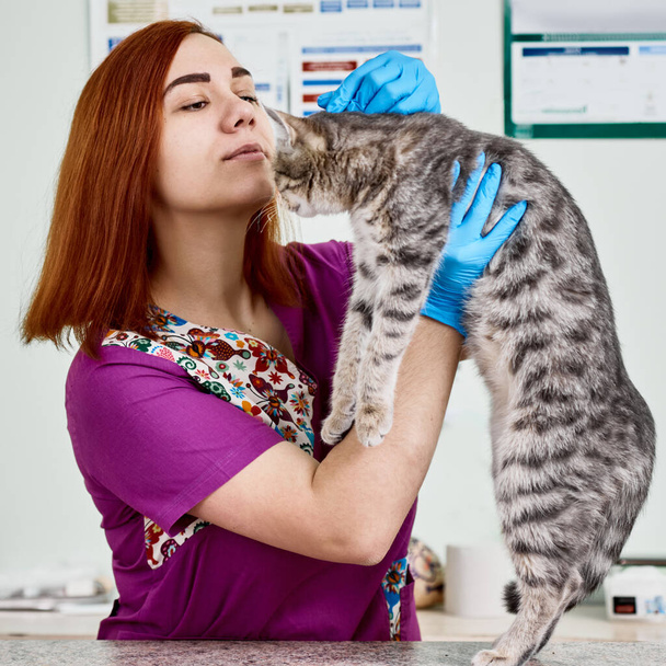 Veterinary professional consultation - Foto, imagen