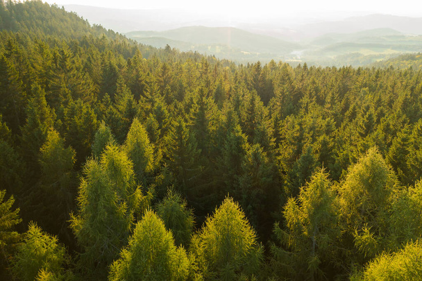 Antenni näkymä nuorten puiden latvat männyn tai kuusen metsässä auringonvalossa vuorilla  - Valokuva, kuva