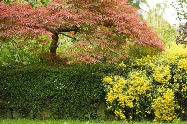 Pequeño árbol de arce con flor amarilla en primavera. - Foto, Imagen