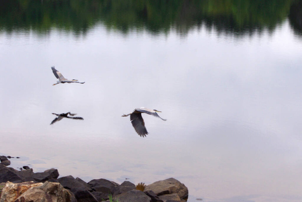 два журавля летят над неподвижным озером  - Фото, изображение