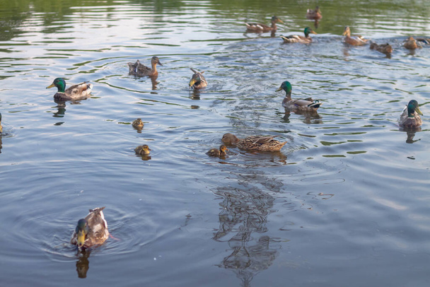 Many ducks with ducklings swim in the pond in the summer - Фото, изображение