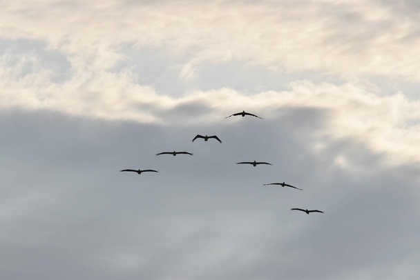 Oiseaux volant dans un ciel nuageux - Photo, image