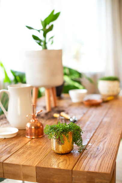 Thuis tuinieren. Close-up foto shot van rustieke stijl houten massieve tafel met tuingereedschap, groene planten, verspreide grond en witte potten klaar voor het planten op wazig achtergrond - Foto, afbeelding