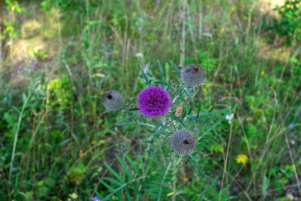 fialové lopuchu květiny v lese, v létě - Fotografie, Obrázek