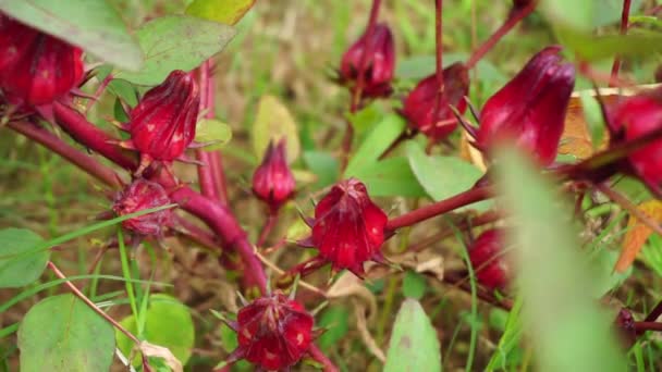 Rosella flower (also called roselle) with a natural background. Use as herbal drink and herbal medicine - Footage, Video