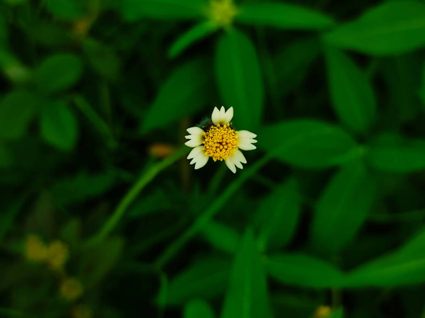 A Closeup Shot Of Kanphuli Medicine Plant. Selective Focus On Subject, Background Blur - Photo, Image