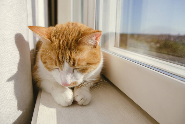 Chat rouge et blanc dormant sur un rebord de fenêtre. Lumière naturelle. - Photo, image