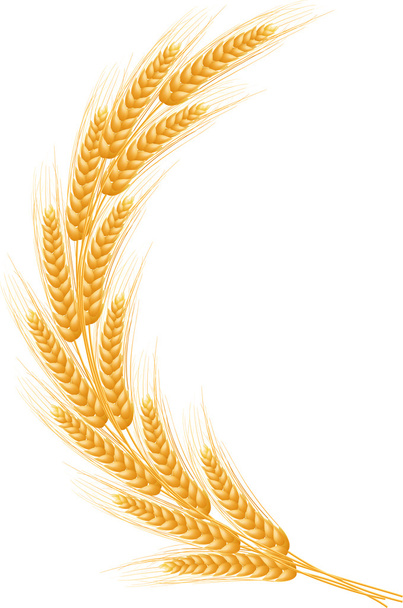 Ripe Ears wheat set. Isolated detailed template. - ベクター画像