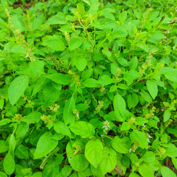 A Closeup Shot Of Kali Tulsi Medicine Plant. Selective Focus, Background Blur - Photo, Image