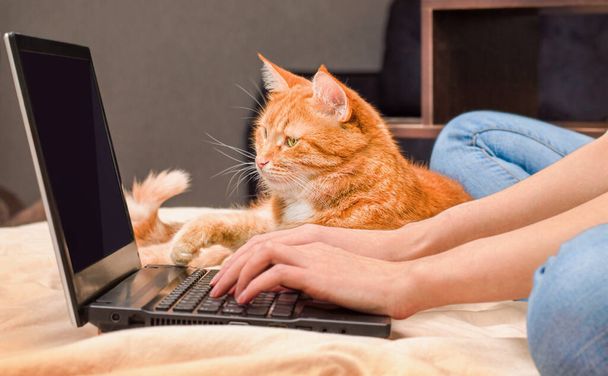 Kadın dizüstü bilgisayarla çalışıyor ve kızıl kedi yakınlarda yatıyor, evde çalışıyor. - Fotoğraf, Görsel