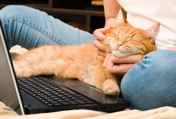 femme et mignon chat roux avec ordinateur portable sur le lit, concept de travail à distance - Photo, image