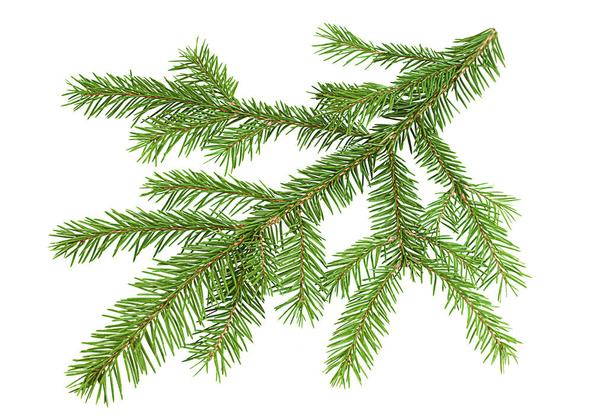 one spruce branch on isolated white background - Photo, Image