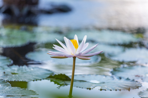 Lotus flower - Photo, Image