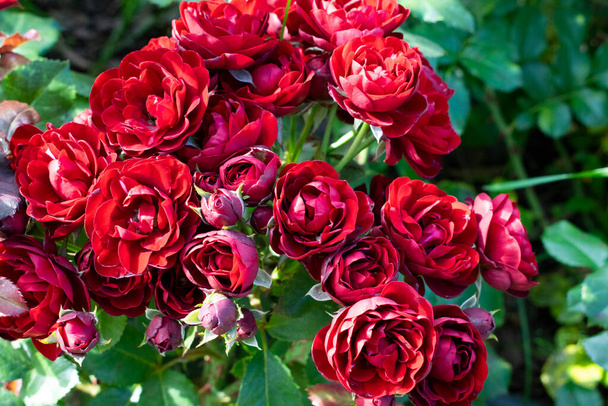 Dark red rose Lavaglut blooming in the garden. Beautiful flowers with sunshine. - Photo, Image