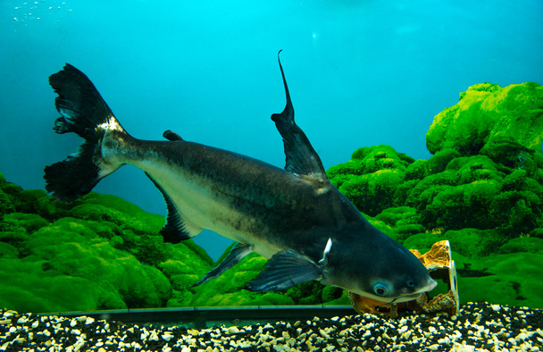 Tiburón de agua dulce
 - Foto, imagen