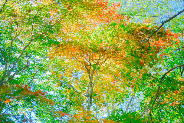 őszi levelek a hokkaido japánban - Fotó, kép