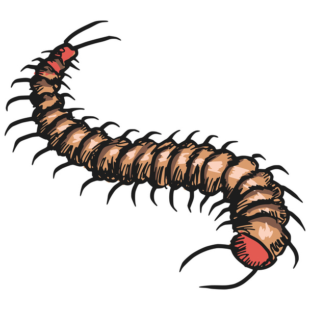 centipede - Vector, Image