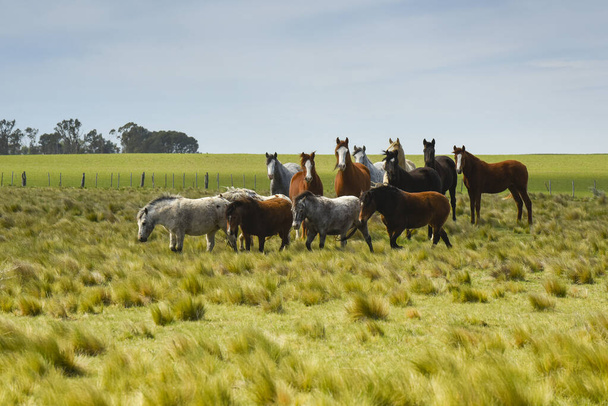 Pferdeherde auf dem Land, Provinz La Pampa, Patagonien, Argentinien. - Foto, Bild