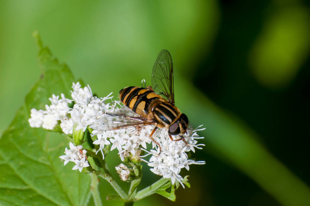 Vadnais Heights, Minnesota. John H. Allison forest. Flower fly, Helophilus fasciatus feeding on White Snakeroot flower. - Photo, Image
