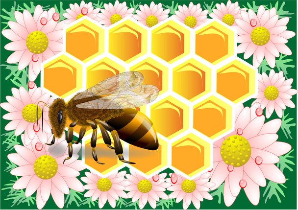 včelí vosk s včela - Vektor, obrázek
