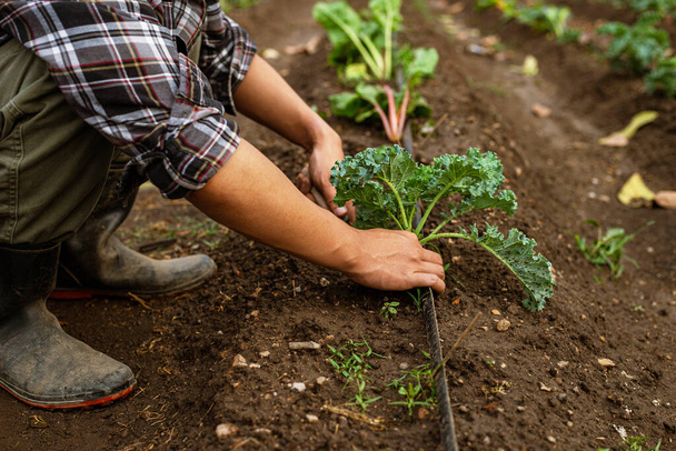 Έννοια κηπουρικής ένας νεαρός αρσενικός κηπουρός που φροντίζει ένα λαχανικό φτυαρίζοντας το χώμα γύρω από το φυτό. - Φωτογραφία, εικόνα