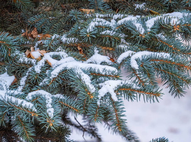 Snow-covered branches of blue spruce with needles in the sunset light. Fir branch in the rays of the sun. The blue spruce, Colorado spruce, or Colorado blue spruce, with the Latin name Picea pungens. - Fotó, kép