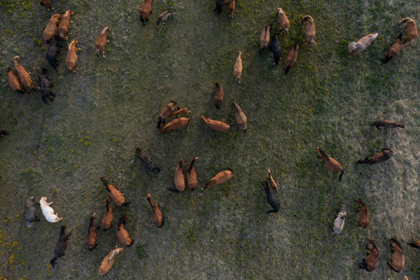 Стадо лошадей на пастбище. Группа животных питается травой в тундре. Летнее пастбище жеребцов. Домашние кобылы отдыхают, ходят. Вид сверху на ферму. Коричневые, белые, серые травоядные. - Фото, изображение