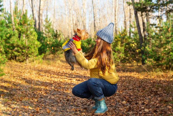 woman walks in autumn forest and holds dog on outstretched arms. Yorkshire Terrier. Pet health - Foto, afbeelding
