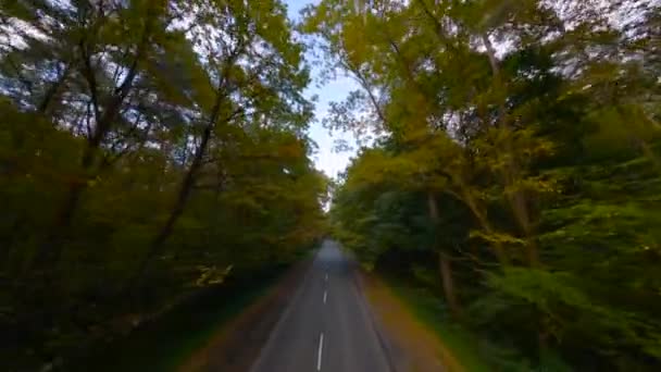Aerial view of the autumn forest near the road along which the cars are driving. Smooth flight close to branches with yellow foliage. POV filmed with FPV drone - Footage, Video
