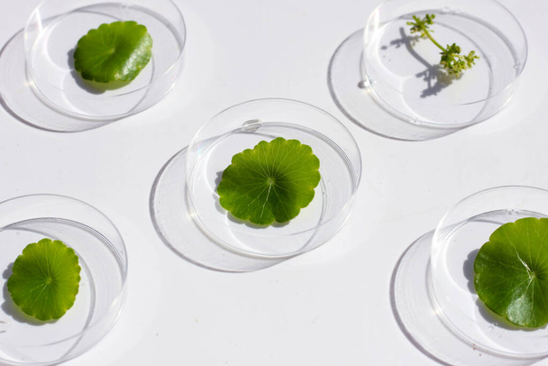 Foglie di centella asiatica verde fresco in capsule di Petri su fondo bianco. - Foto, immagini