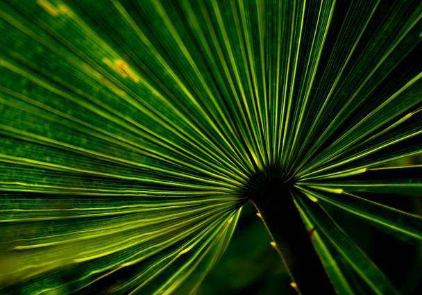 Зображення вибрати фокус фото мистецтва абстрактний лист рослини з яскравими натуральними деталями листя блиск силует стиль
. - Фото, зображення