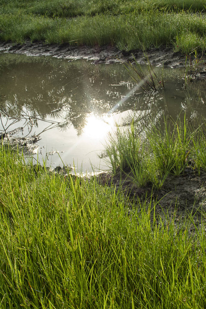 agua salvaje maná hierba en el suelo fangoso - Foto, Imagen