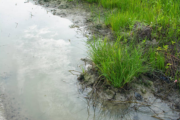 herbe de manne d'eau sauvage au sol boueux - Photo, image