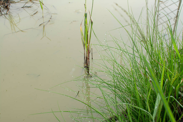 erba di manna di acqua selvatica al terreno fangoso - Foto, immagini