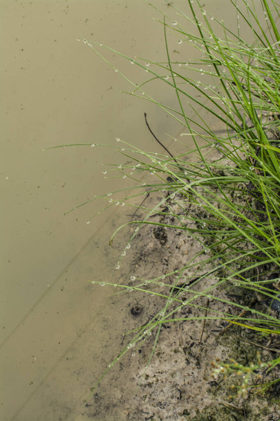 agua salvaje maná hierba en el suelo fangoso - Foto, Imagen