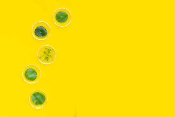 Taze yeşil centella asiatica yaprakları sarı arka planda petri kabında.. - Fotoğraf, Görsel