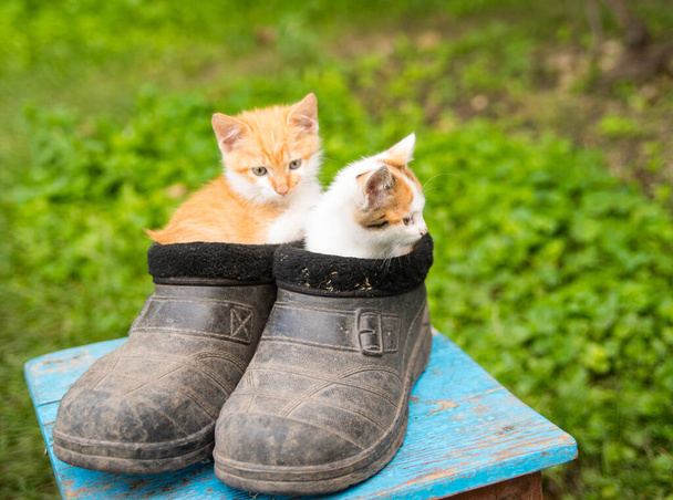 Ginger kittens sit in old black galoshes, portrait, close-up, copy space - Photo, Image