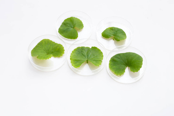 Folhas frescas de gotu kola em placas de petri sobre fundo branco. - Foto, Imagem